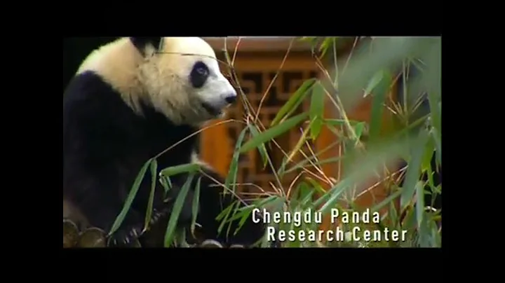 Visit Chengdu, (Best Travel City in China) / 成都，中國最佳旅遊城市 - DayDayNews