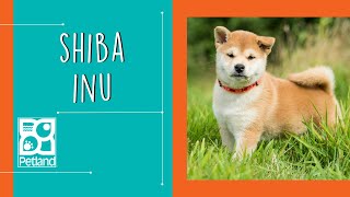 Shiba Inu Fun Facts