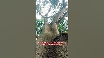 CÂY RỪNG ĐỘC LẠ QUÁ ĐẸP TRONG RỪNG SÂU TÂY NGUYÊN HÙNG VĨ.