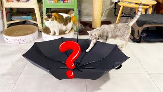 Cats vs Unidentified Object 😅 by Lion City Cats  437 views 1 year ago 3 minutes, 5 seconds