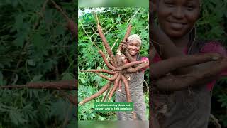 Why Nigeria does not export cassava, despite being the worlds largest producer