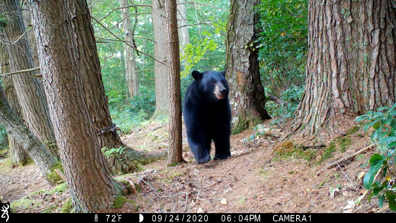 Black Bear Scent Marking Tree