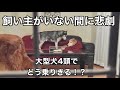 【モニタリング】大型犬4頭を隠し撮りしたら思わぬ事態に！？