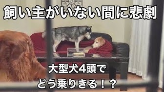 大型犬多頭飼い Youtube 大型犬多頭飼い Youtube