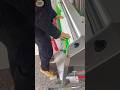 Its Perfectly Cutting Machine For signs Banner Vinyl KT board Foam PVC 0-8mm cuts
