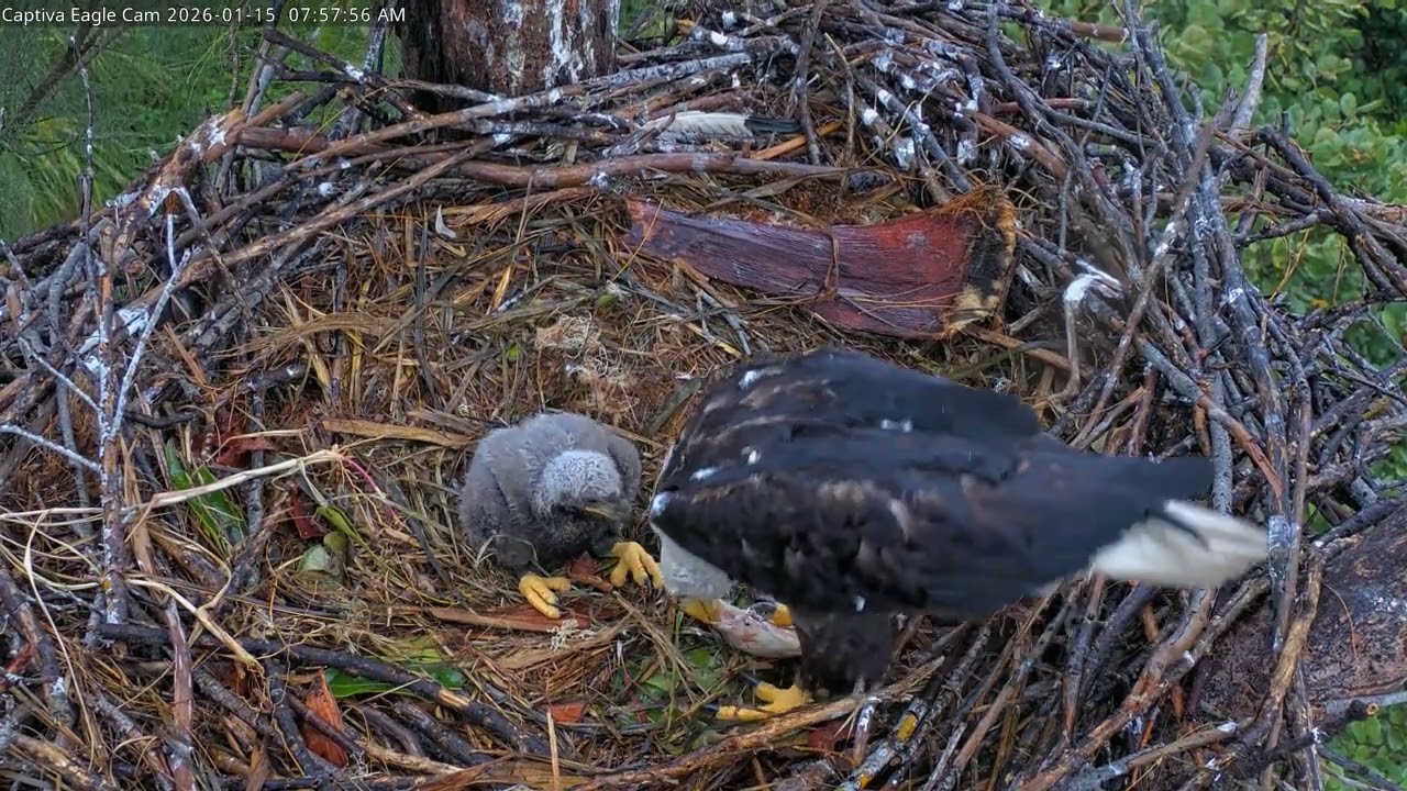 Bald Eagle - Captiva Eagle Cam  15.01.2026 