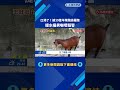 口渴了! 被19隻羊尾隨追著跑 提水桶男嚇壞報警－民視新聞