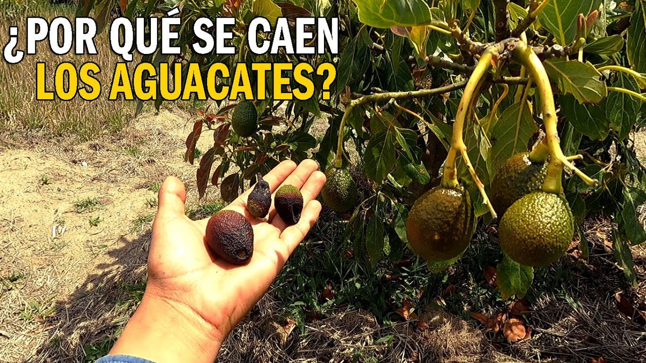 POR QUÉ SE CAEN LOS AGUACATES POSIBLES CAUSAS DE CAÍDA DE FRUTA 🥑🥑