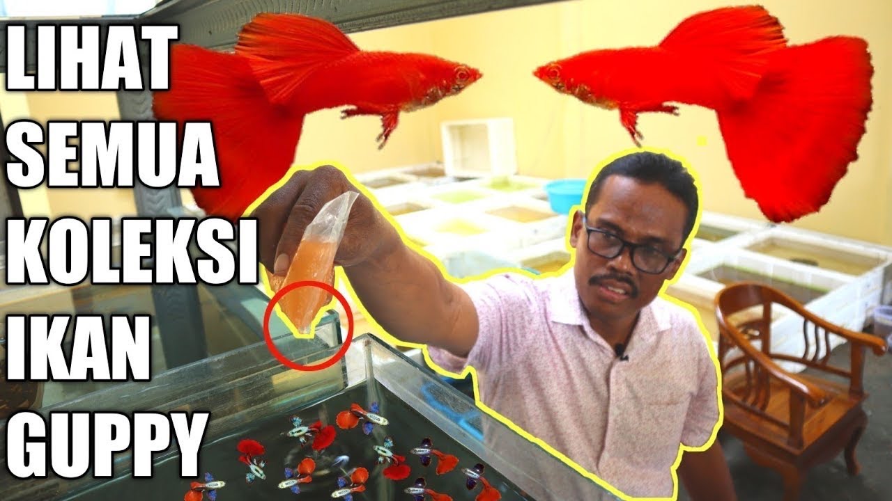 KELILING FARM YUSUF GUPPY