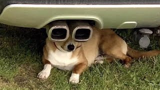 Watch this pet videos and be happy every day 😍 | Chris Pets by Chris Pets 794 views 2 years ago 6 minutes, 5 seconds