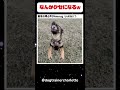 犬も歌える時代#動物 #犬 #animal #dog #音楽 #邦楽 #洋楽 #歌 #歌い手 #カラオケ #歌ってみた #歌うま #おもしろ #バズれ #歌好き#音楽好き