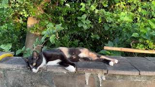 Cute Black Color Dominated Calico Bobtail Kitten from Taipei by chang gyong 81 views 6 months ago 49 seconds