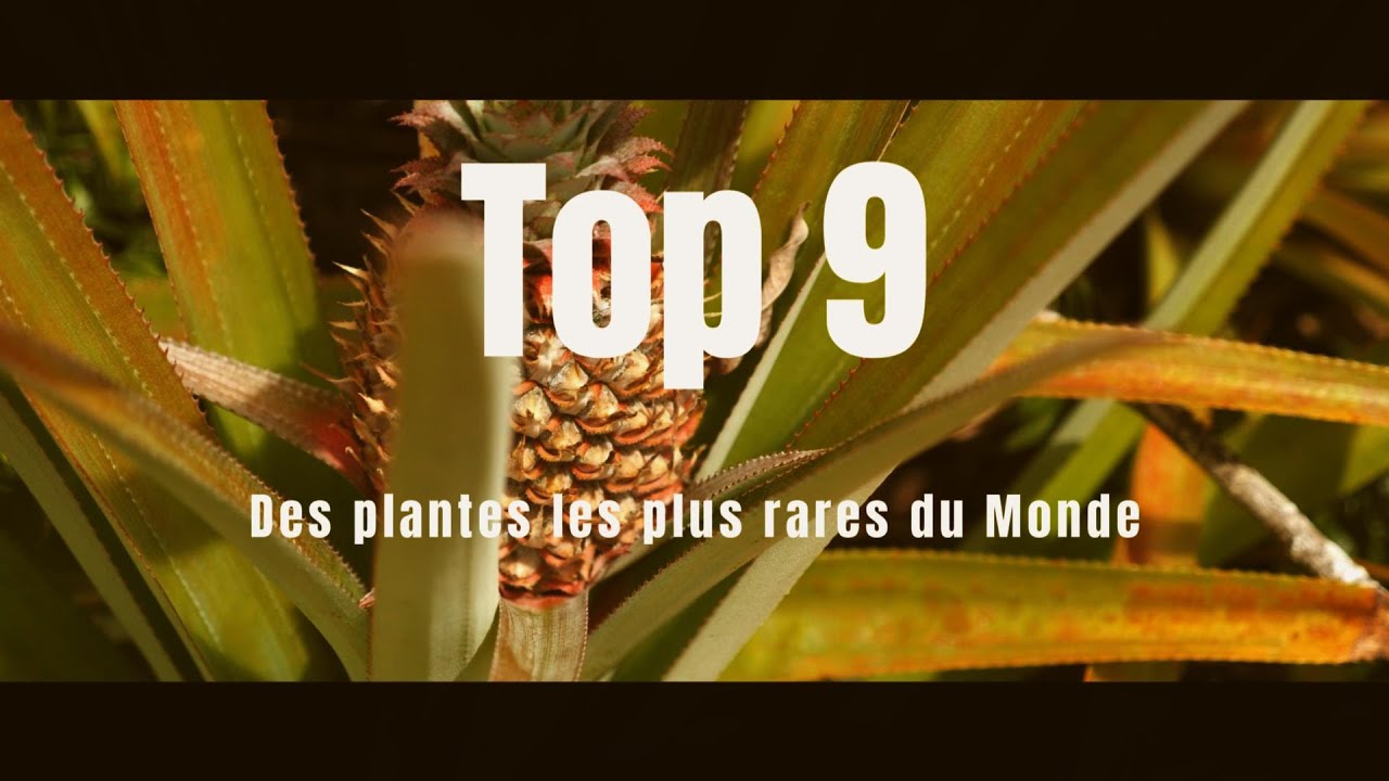 🌴Les Plantes les plus RARES du Monde 🏜️