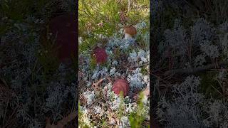 СРОЧНО‼️ Это СЕНСАЦИЯ‼️ Нашёл ЗОЛОТО и был В ШОКЕ! Сказочная Карелия