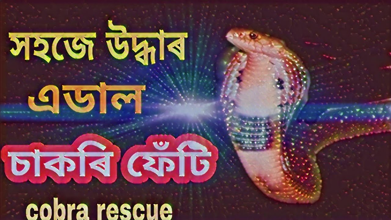 sapo de otro pozo Monocled cobra rescue ।। বিষাক্ত ফেঁটী সাপ উদ্ধাৰ