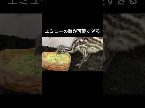 エミューの雛が可愛すぎる　#shorts