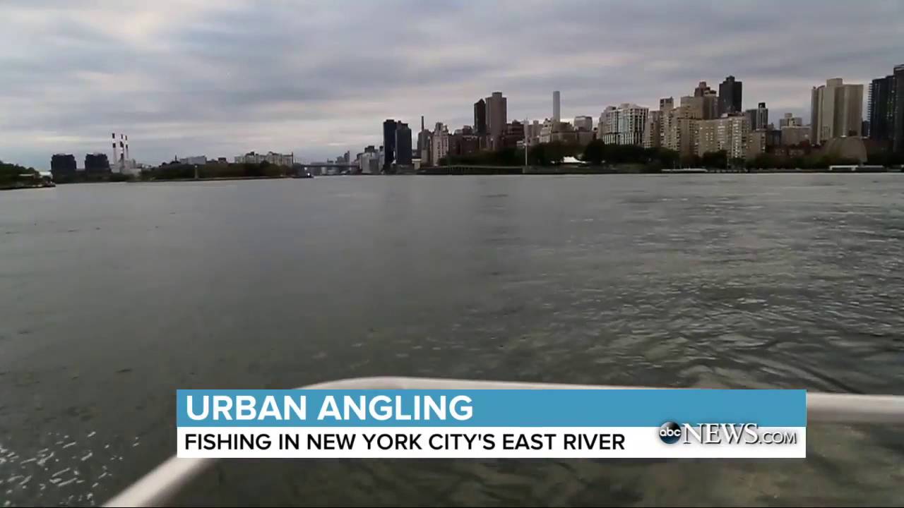 Urban Angling Fishing on the East River ABC News YouTube