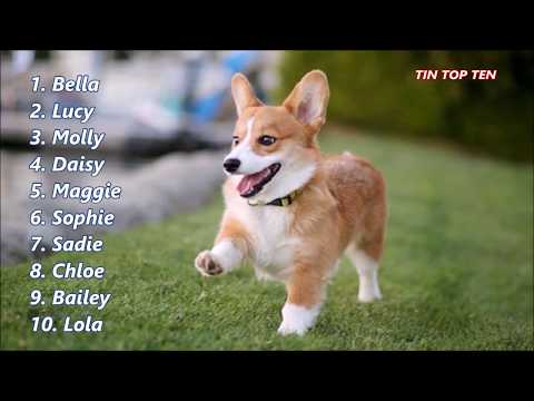 Đặt Tên Cún Con - Top những cách đặt tên cho những chú chó cực ngầu và ấn tượng