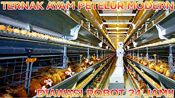 Peternakan Ayam Petelur Canggih Dan Modern Segalanya Di Kendalikan Oleh Mesin Komputer