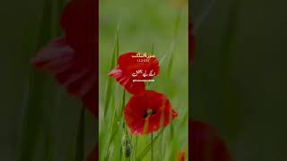 Surah Al Mulk 🕋 Emotional &amp; Soothing Recitation | Heart Touching Quran Shorts|Peaceful Islamic Video
