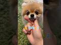 『お手🫴』『おかわり🫴』しながらペロリするの可愛い🥰💕 #pomeranian #ポメラニアン #小型犬 #癒し #きなこ #कुत्ता #पोमेरेनियन #あごのせ