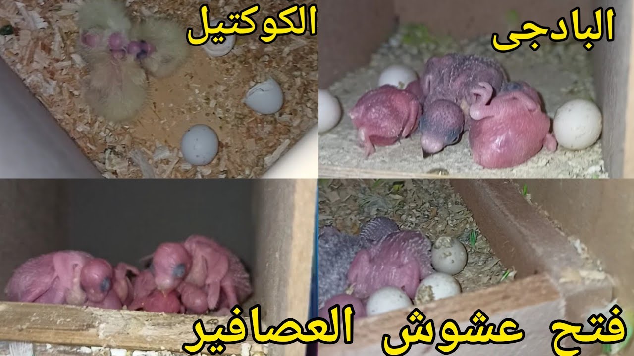 فتح عشوش عصافير البادجى والكوكتيل واجمل زغاليل طيور الزينه
