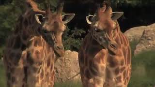 Lucie et les animaux