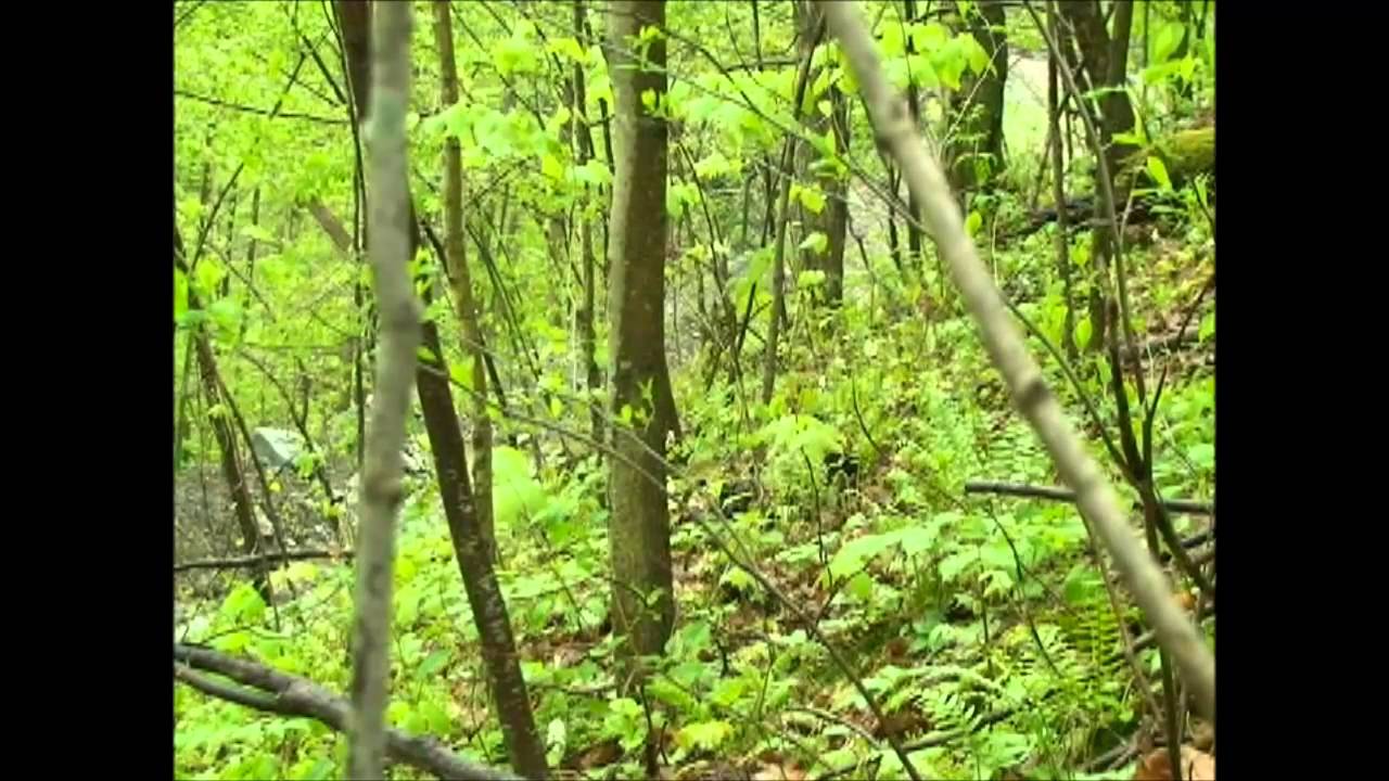 West Virginia Youth Day Turkey Hunt 2011 YouTube