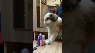 টিনটিনের গৃহপ্রবেশ(welcome tintin)#cutepuppy #shihtzupuppies#shihzudog #shihtzu #cutenessoverload