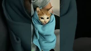 Details Cat Funny Videos 🥰 #trending 🐕
<h1>Episode 6254 Guide" loading="lazy" decoding="async" width="400" height="250" onerror="this.onerror=null;this.parentElement.style.display='none';" style="max-width:100%; height:auto; border-radius:8px; box-shadow:0 4px 10px rgba(0,0,0,0.15); object-fit:cover; display:block; margin: 0 auto;"></figure>Stay updated on <strong>Full Part2654</strong>'s latest milestones.</p><div style=
