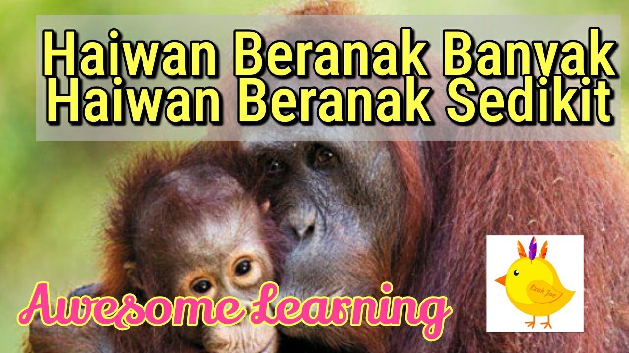  Haiwan Beranak Banyak  dan Beranak  Sedikit Sains Tahun 2 