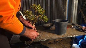 Box bonsai gets a new box