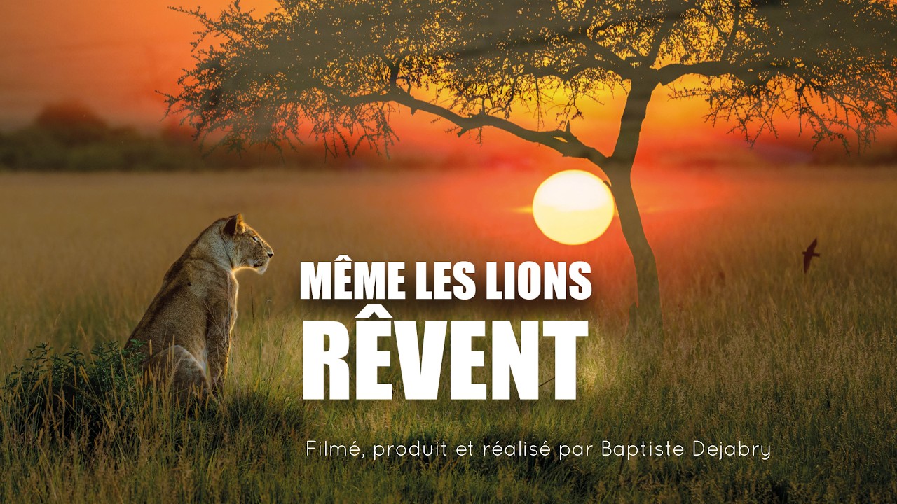 Même les lions rêvent | Seul au Kenya pour filmer la vie sauvage 🎥