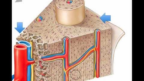 Microscopic Bone Structure