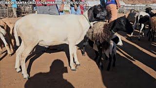 FEIRA DAS CABRAS E CARNEIROS DE St.C.CPE 20/05/2024