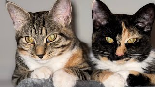 Kitten Cam - A Play In The Life Of Navi And Midna