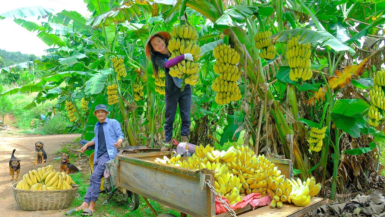 Harvest A Truckload Of Bananas With My Brother Goes To Market Sell, Make Vinegar From Ripe Bananas.