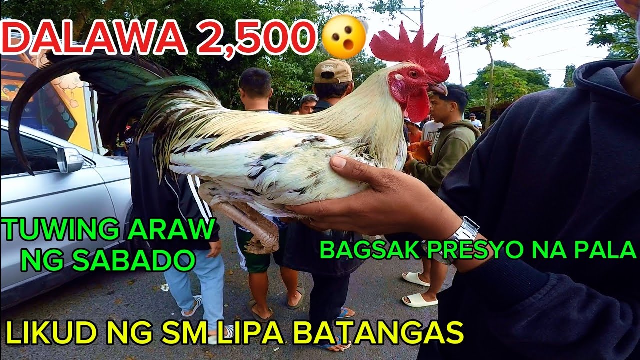 Bintahan ng manok panabong sa batangas February 7 2026