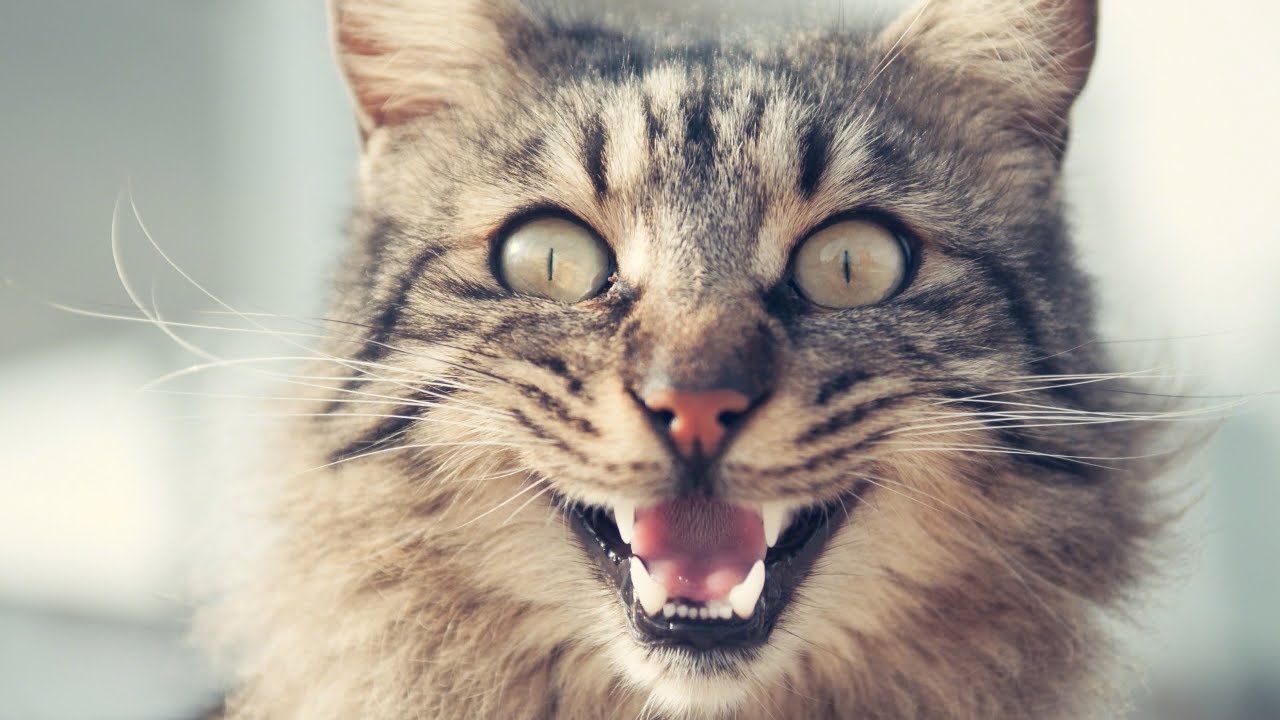 This New Cat Art Gallery