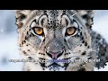 The Silent Reign of the Snow Leopard