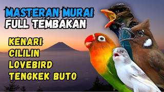 Masteran Murai Tembakan Kenari, Cililin, Lovebird dan Tengkek Buto