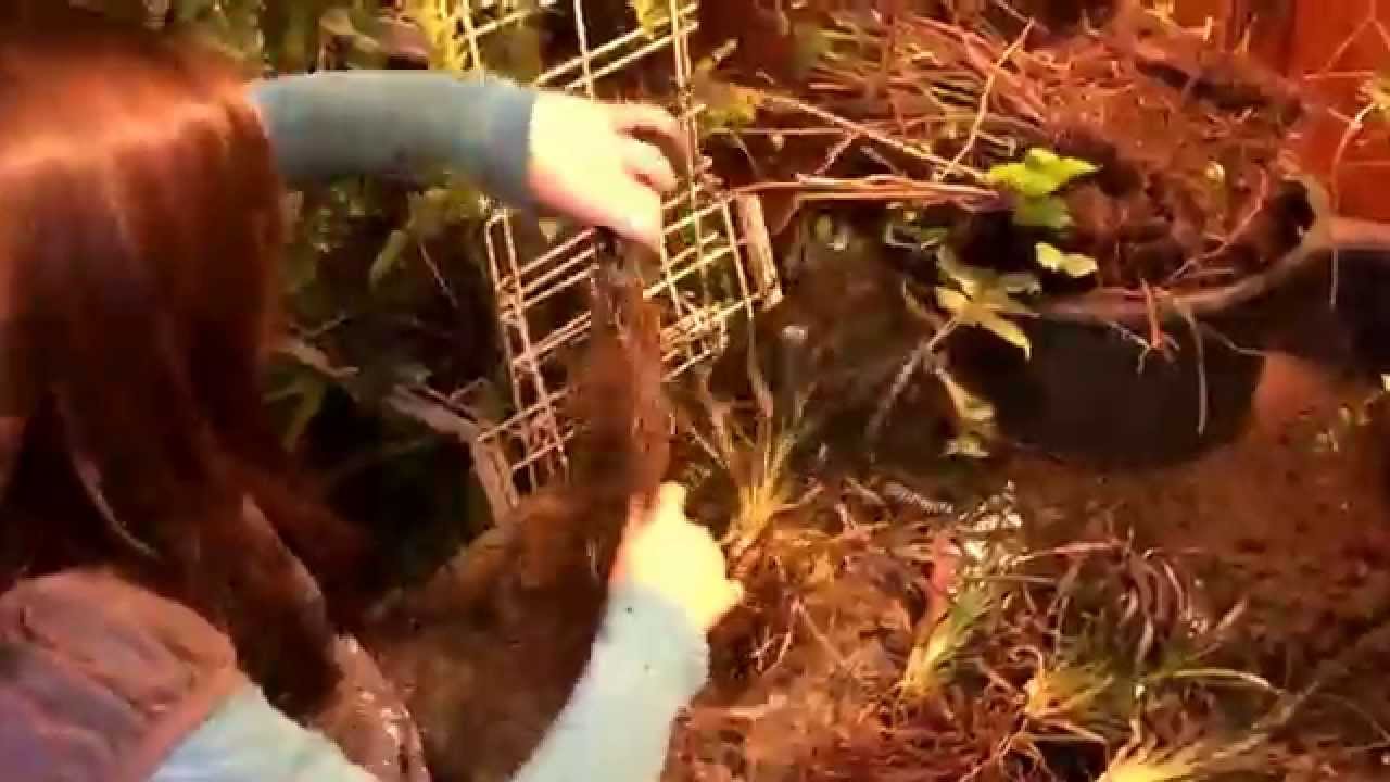 How to grow Mondo grass a.k.a. Monkey Grass