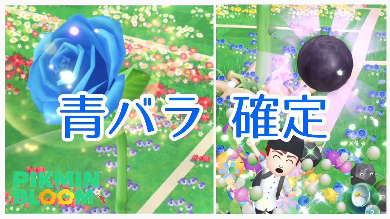 必ず青バラを咲かせる方法 ピクミンブルーム Pikmin Bloom Youtube 必ず青バラを咲かせる方法 ピクミンブルーム Pikmin Bloom Youtube