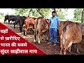 Top Class Sahiwal Cow and Buffaloes available at Bhavika Dairy Farm, Hisar