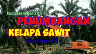 Penumbangan Kelapa Sawit Ekstrans F1