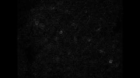 Two photon calcium imaging in mouse auditory cortex