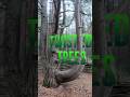 The Dancing Forest: Russia’s Twisted Tree Mystery  #strangefacts