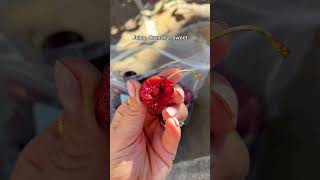 World's BEST Cherries have arrived!