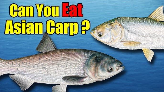 How to Identify Bighead Carp 