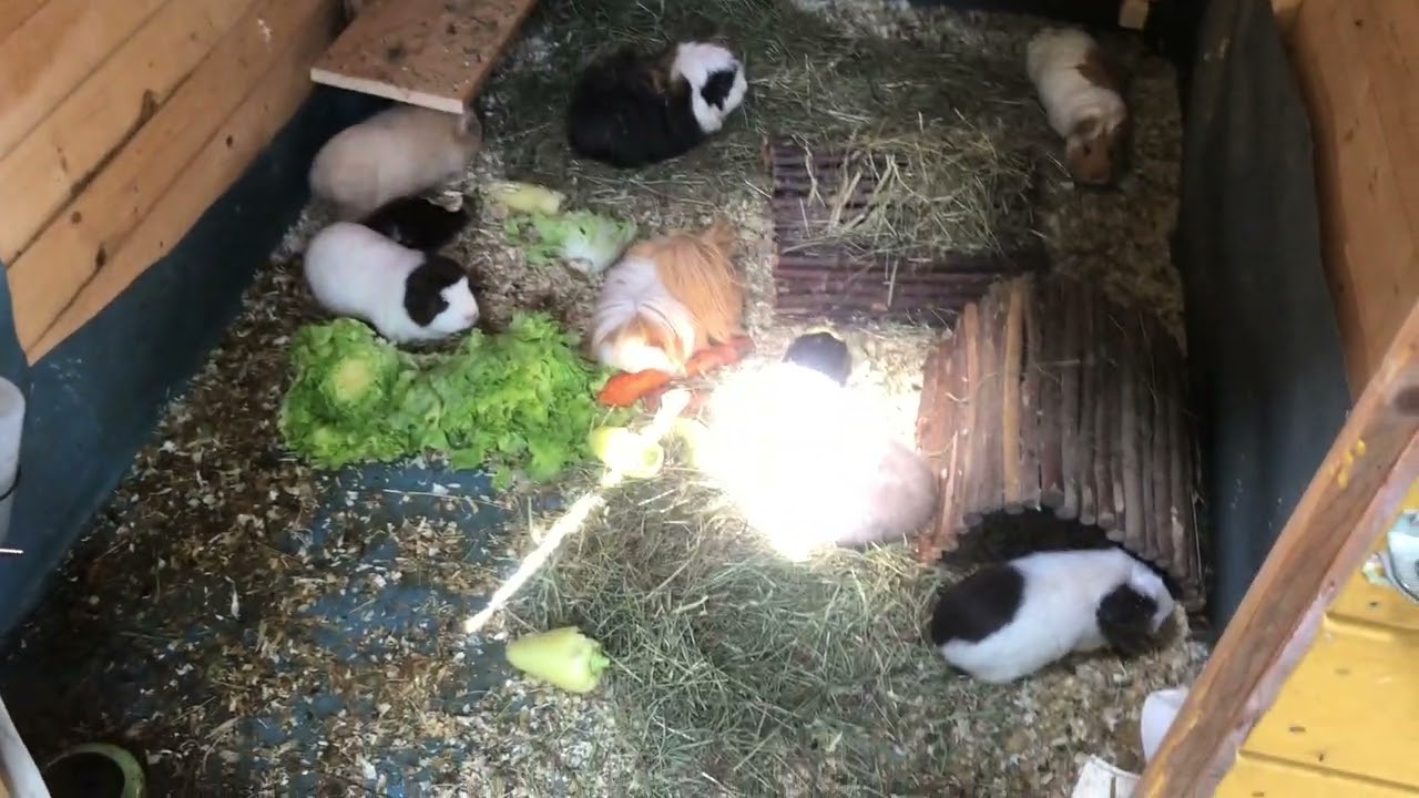 Meerschweinchenfarm - Alle draußen und jetzt passt es:-)